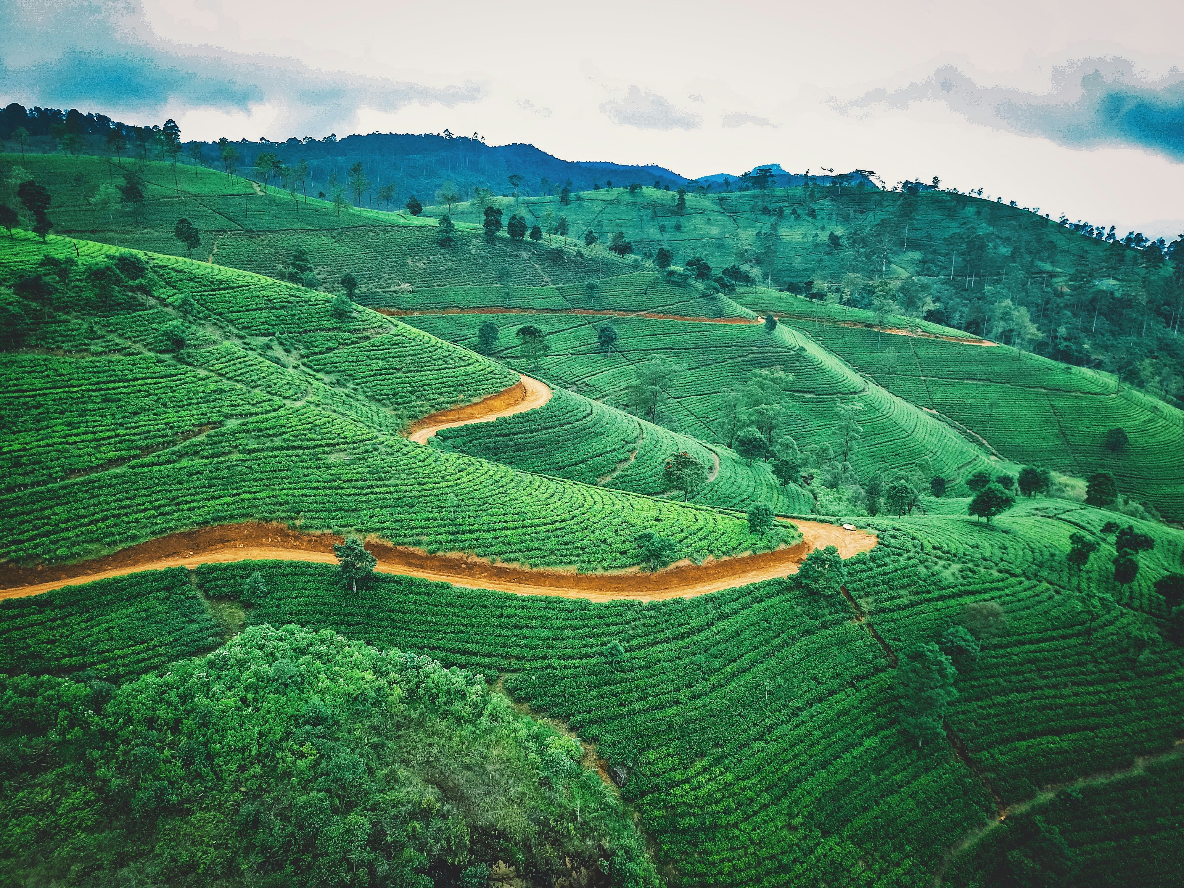 Luxury Tea Plantation Stays in Sri Lanka for UK Travellers